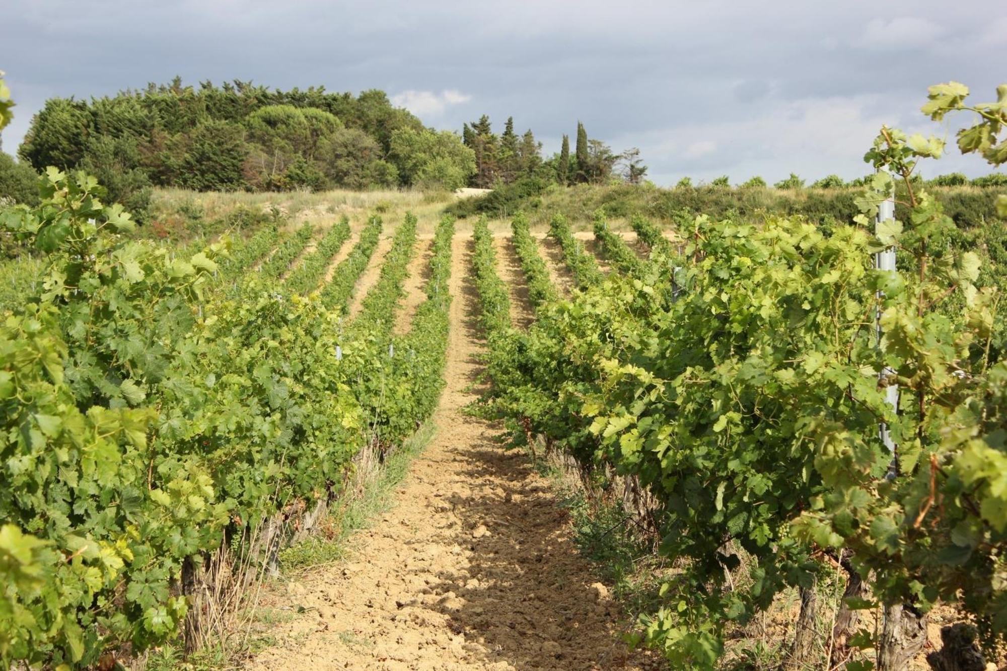 O'Vineyards B&B Carcassonne Villemoustaussou Esterno foto