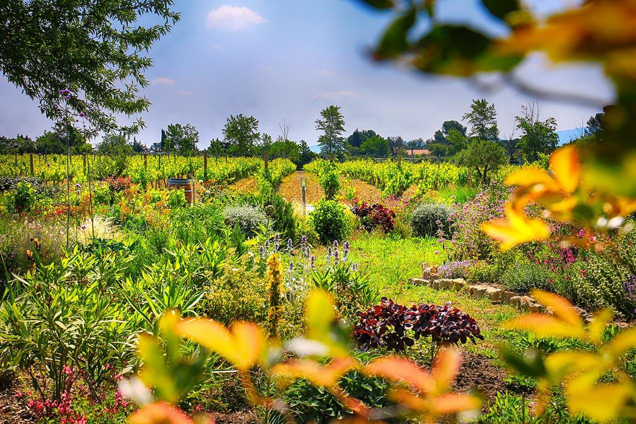 O'Vineyards B&B Carcassonne Villemoustaussou Esterno foto